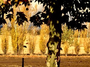 A tree with a trunk and leaves, a fence, and a wall in the background. - Quiet Cottage Rental for Two in Horse Country near Yosemite National Park Gateway, California (Catheys Valley)
