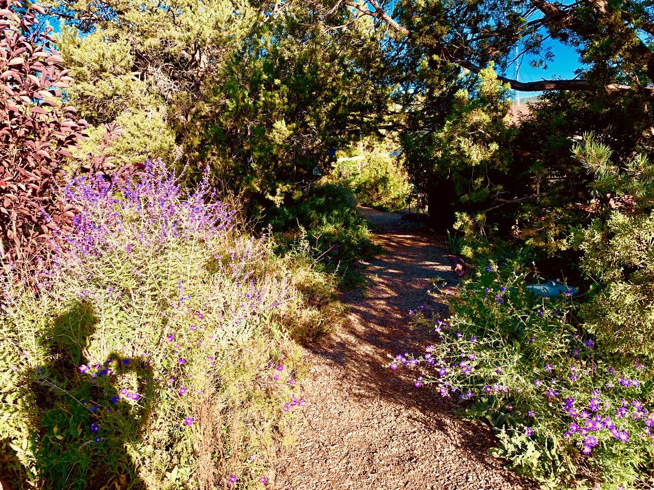 Et naturligt udendørs miljø med en grussti, frodig vegetation og lilla blomster.