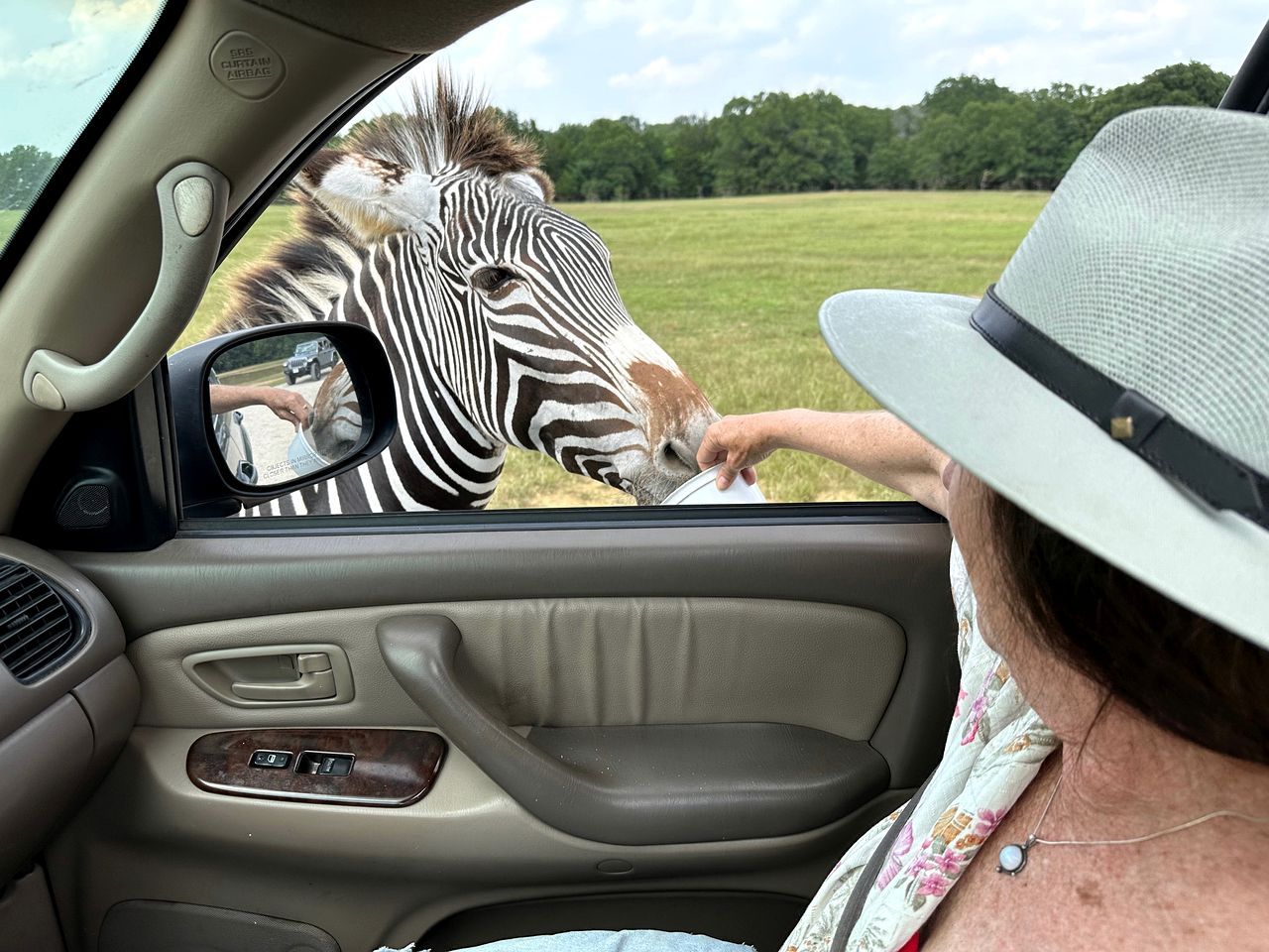 L'intérieur d'une voiture, avec une zèbre qui s'approche de la fenêtre, une personne portant un chapeau, et un paysage rural en arrière-plan.