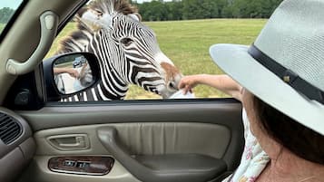 L'intérieur d'une voiture, avec une zèbre qui s'approche de la fenêtre, une personne portant un chapeau, et un paysage rural en arrière-plan.