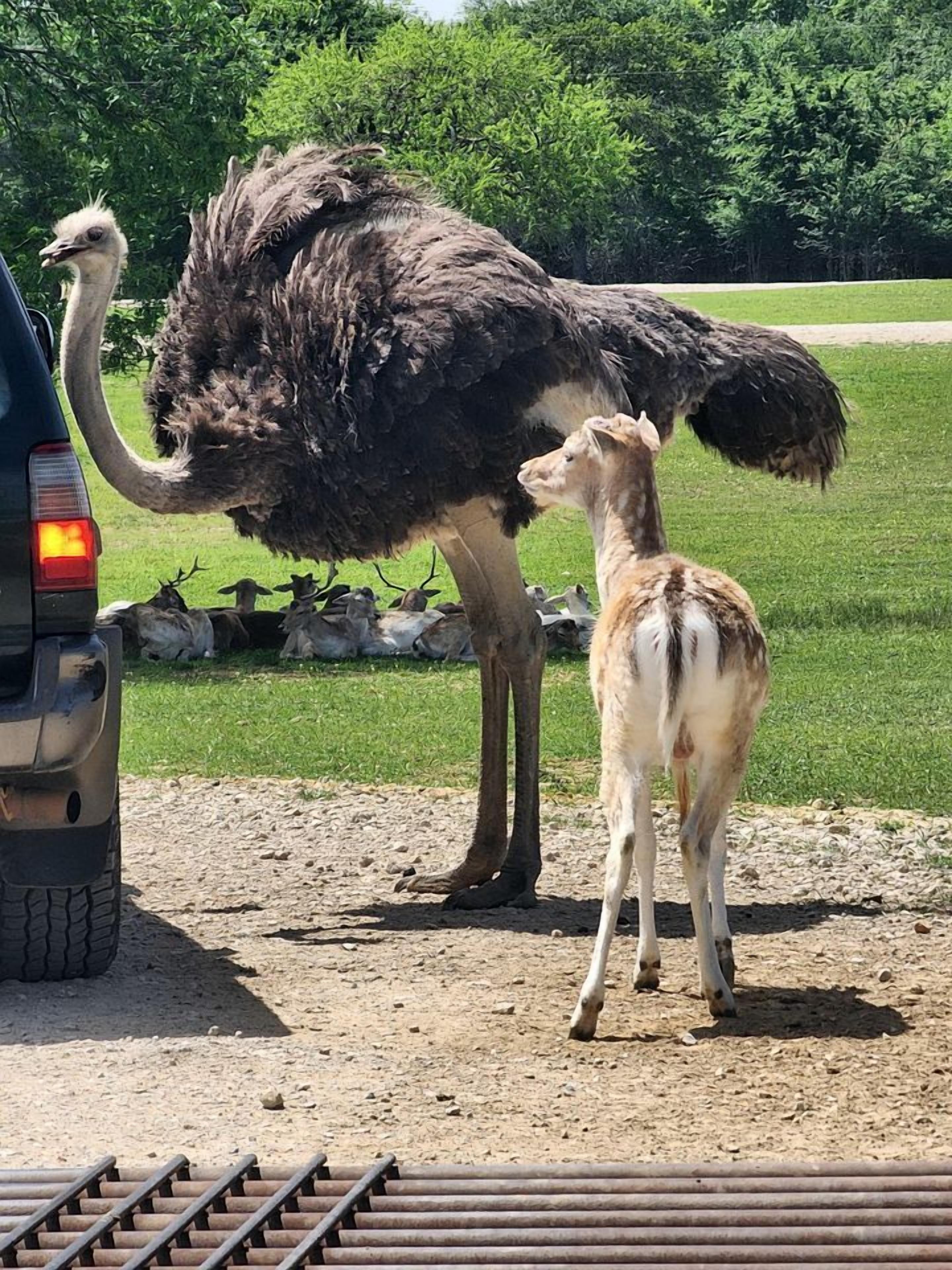 Un autruche et son petit, debout à côté d’un véhicule.