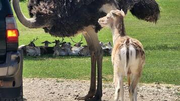 Un autruche et son petit, debout à côté d’un véhicule.