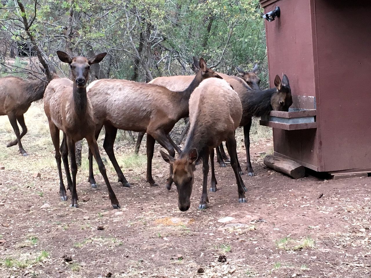 Un groupe de cerfs dans un environnement naturel, près d’un point de nourrissage.