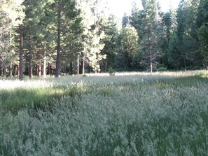 A natural landscape with tall trees and a grassy field. - Charming Cabin for Sierra Nevada Getaways (Nevada City)