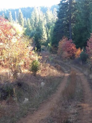 A dirt path in a forested area with trees and shrubs. - Charming Cabin for Sierra Nevada Getaways (Nevada City)