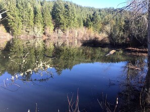 Un lago tranquilo rodeado de un bosque denso.
