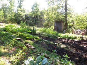 A garden with various plants and a small shed.