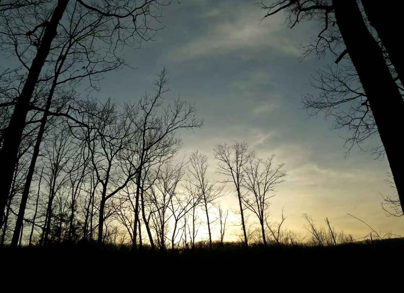 La silhouette d’arbres sans feuilles se détache sur un ciel dont les couleurs varient progressivement du clair au foncé.