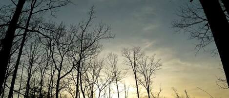 La silhouette d’arbres sans feuilles se détache sur un ciel dont les couleurs varient progressivement du clair au foncé.