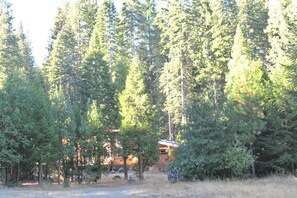 A forested area with a cabin surrounded by tall trees.