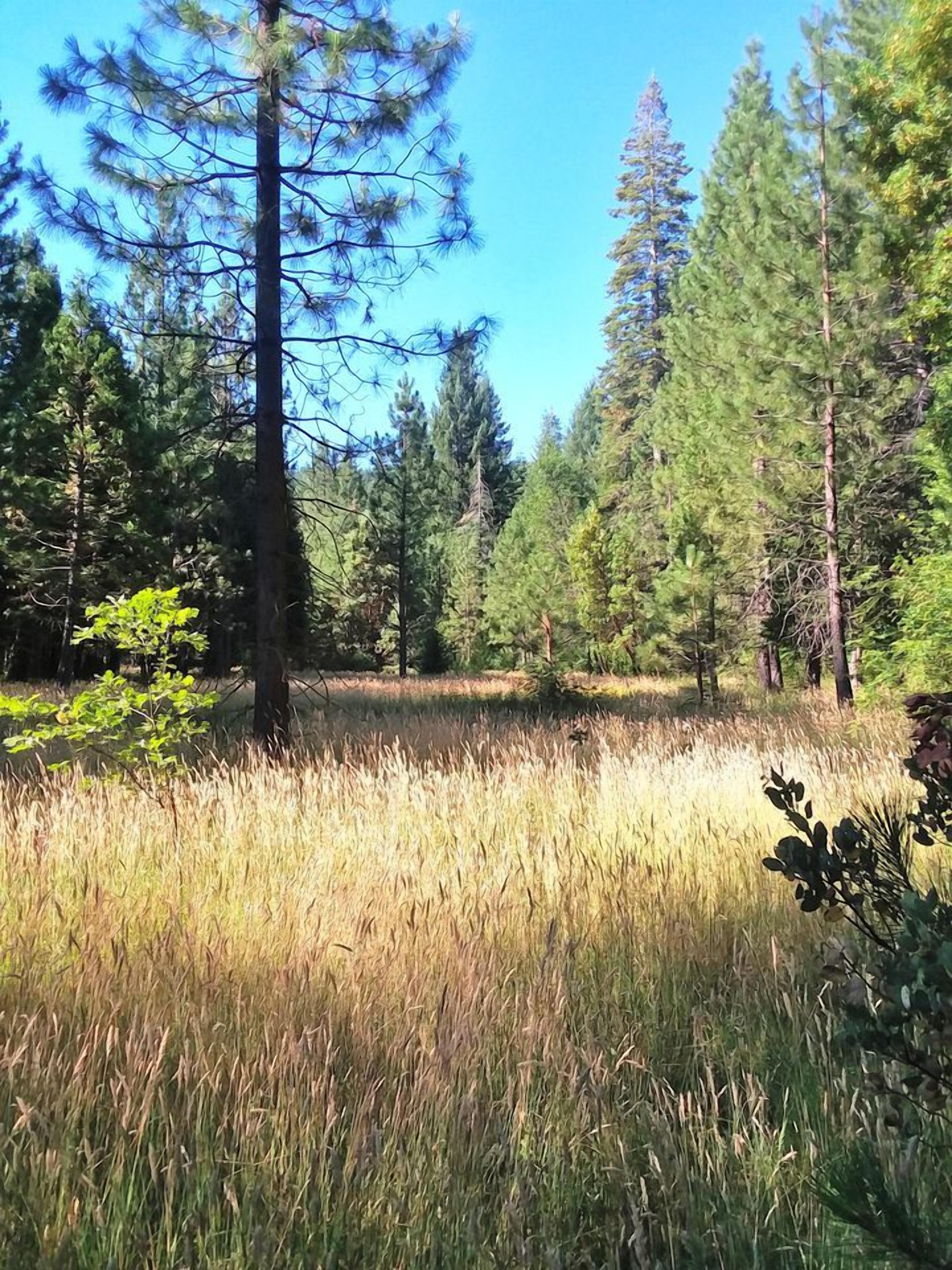 A natural landscape with tall trees and a grassy field.