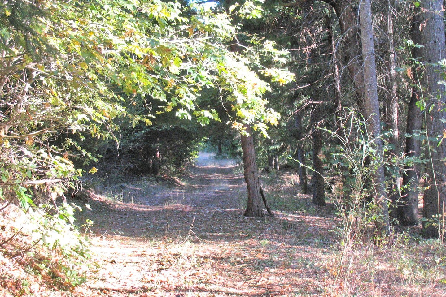 Un sentier boisé, bordé d’arbres et de broussailles.