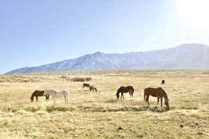 Campament extens amb cavalls pasturant, muntanyes al fons i cel serè.