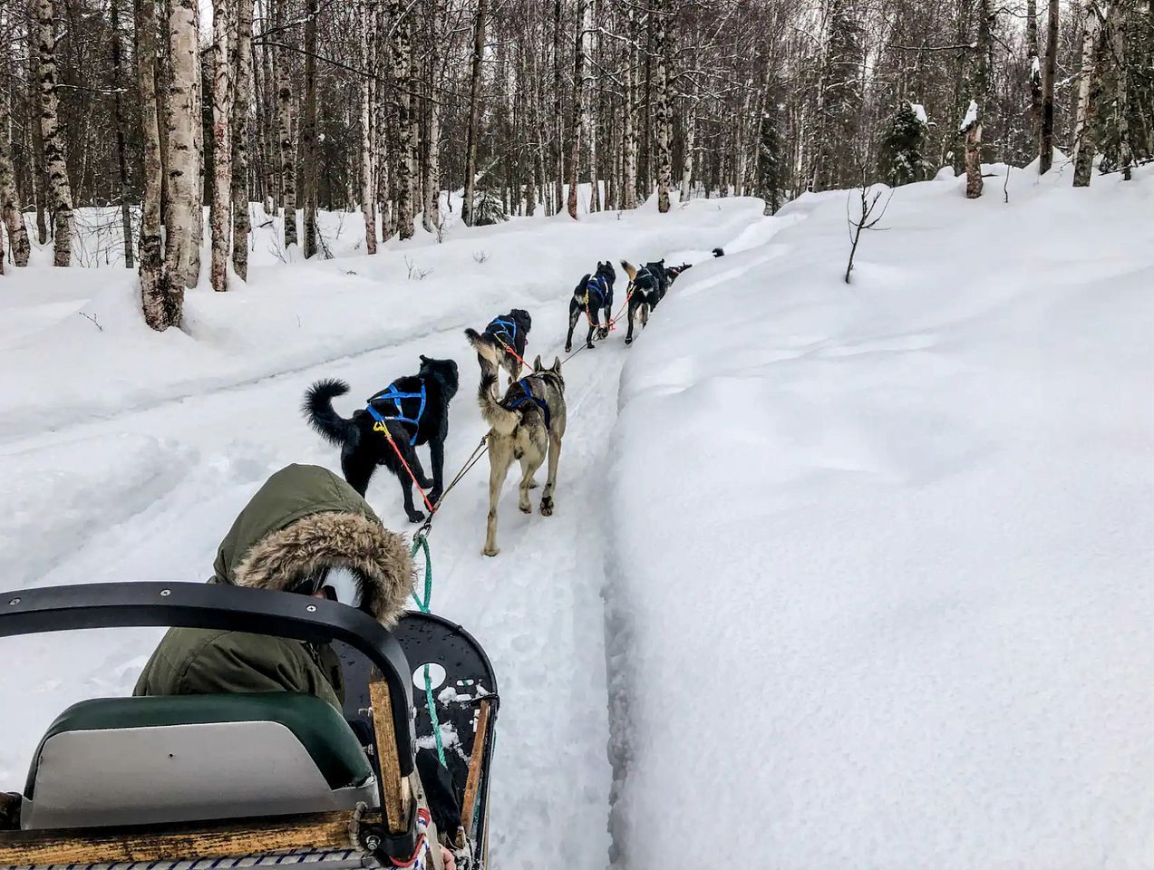 A sled team with dogs pulling a sled through a snowy forest.