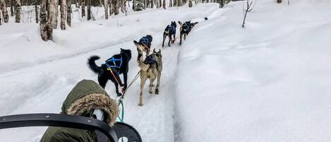A sled team with dogs pulling a sled through a snowy forest.