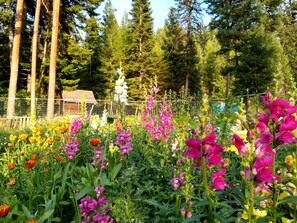 A garden with various flowers and tall trees in the background.
