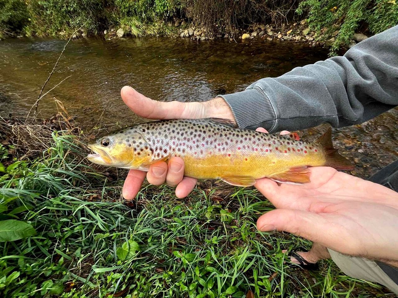 A person holding a fish near a stream.