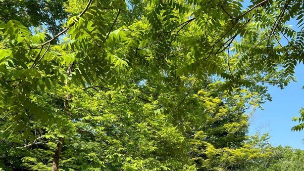 Property grounds - Charming Bell Tent Stay at Working Farm in Smithfield, Pennsylvania for Glamping at its Best (Smithfield)