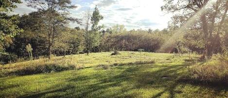 A grassy field with trees and a clear sky.