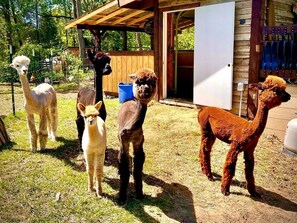 Property grounds - Ideal Bell Tent for a Glamping Experience on a Farm with all the Amenities in Niles, MI (Niles)