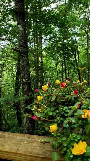 A forested area with a wooden railing, dense green foliage, and a variety of flowering plants. - Rustic Tree Top Cabin in Sky Valley, Georgia (Sky Valley)