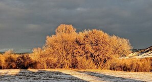 A landscape with a large tree and snow-covered ground.