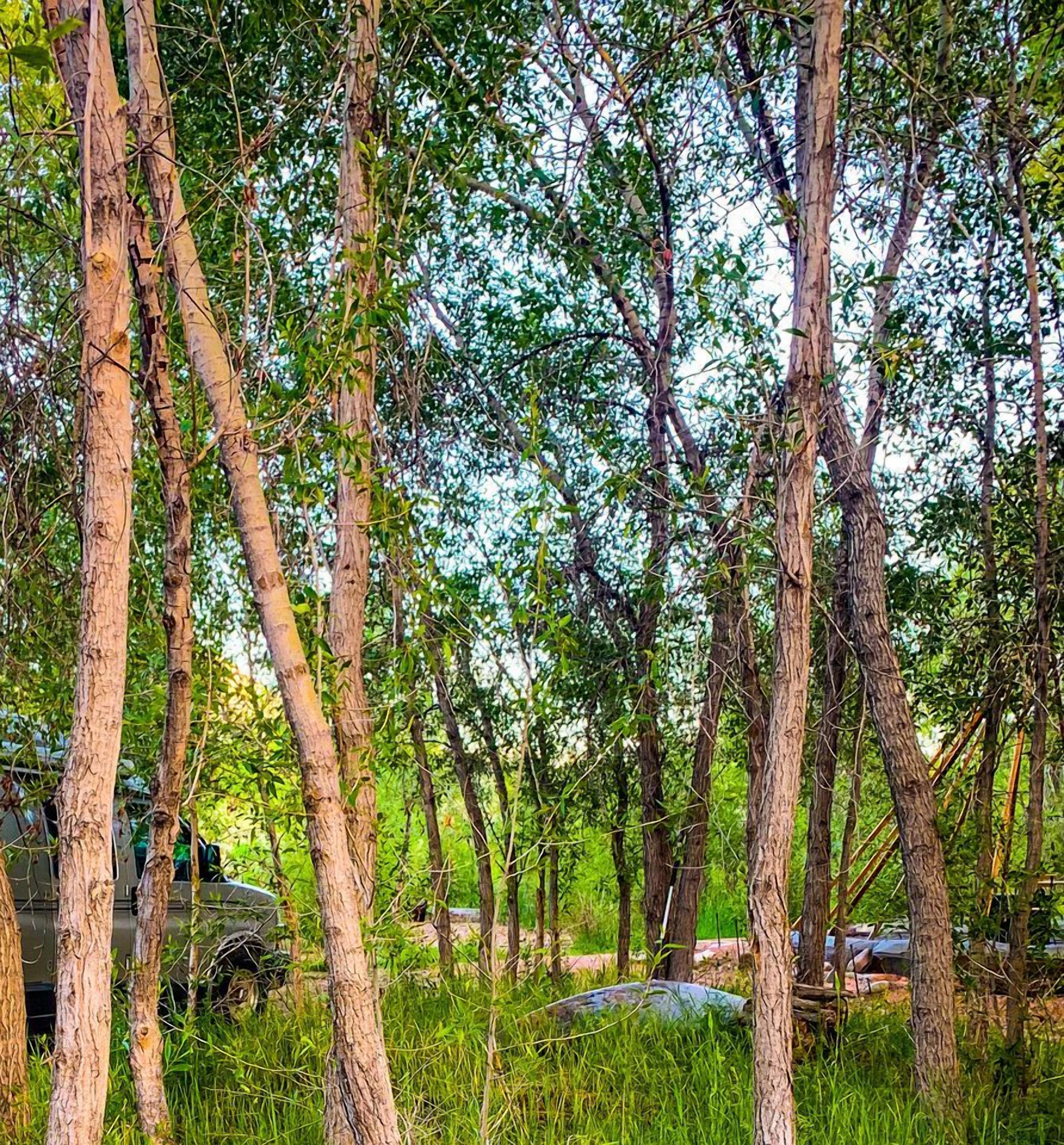 A forested area with trees and a military vehicle.