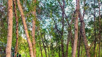 A forested area with trees and a military vehicle.