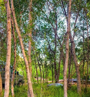 A forested area with trees and a military vehicle.