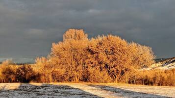 Een landschap met een grote boom en een met sneeuw bedekte grond.