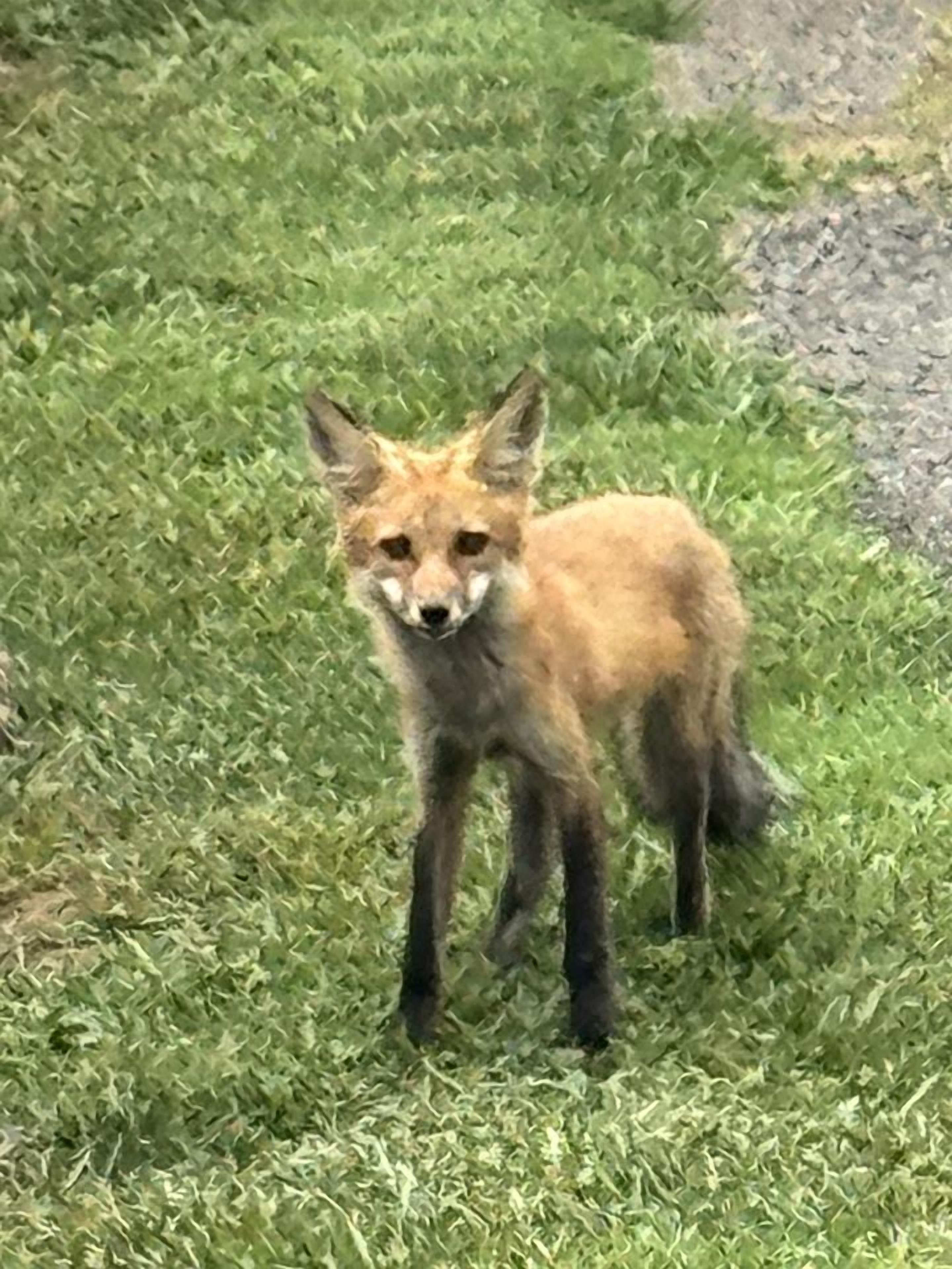 A fox standing on grass.