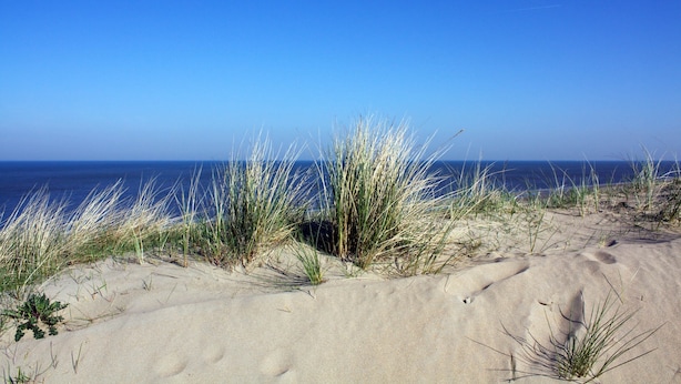 Ein Strand mit Dünen und spärlicher Vegetation.