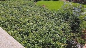 Un giardino con diverse piante e alberi.