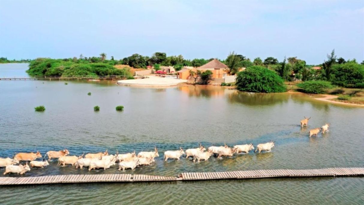 Un río con un grupo de ganado cruzando, rodeado de follaje y algunos edificios.