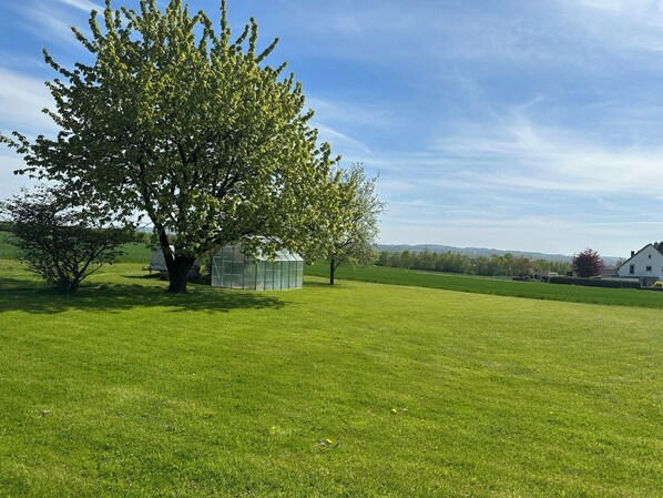 A grassy field with a large tree and a greenhouse.