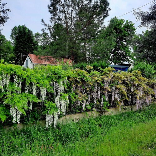 Independent Cottage in Tree-Filled Park with Terrace, Shared Garden and Fiber Internet