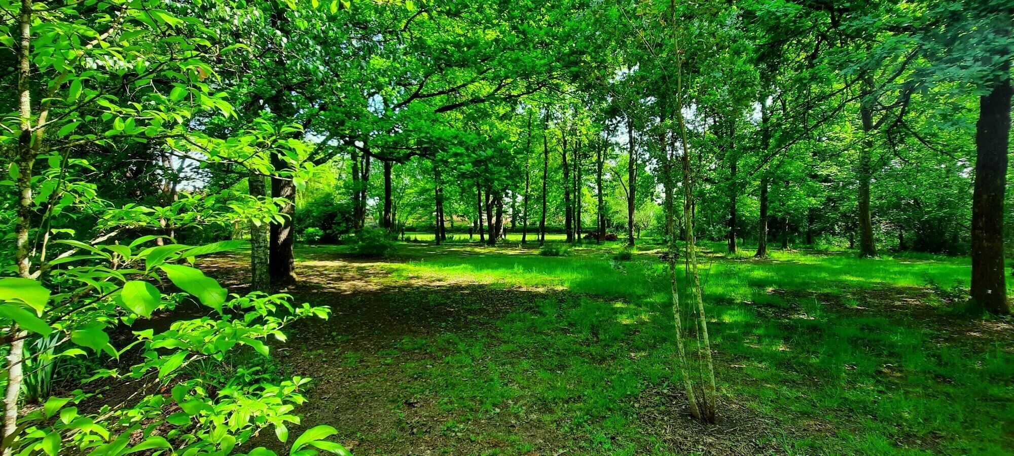 Un área boscosa con árboles frondosos y un sendero cubierto de hierba.