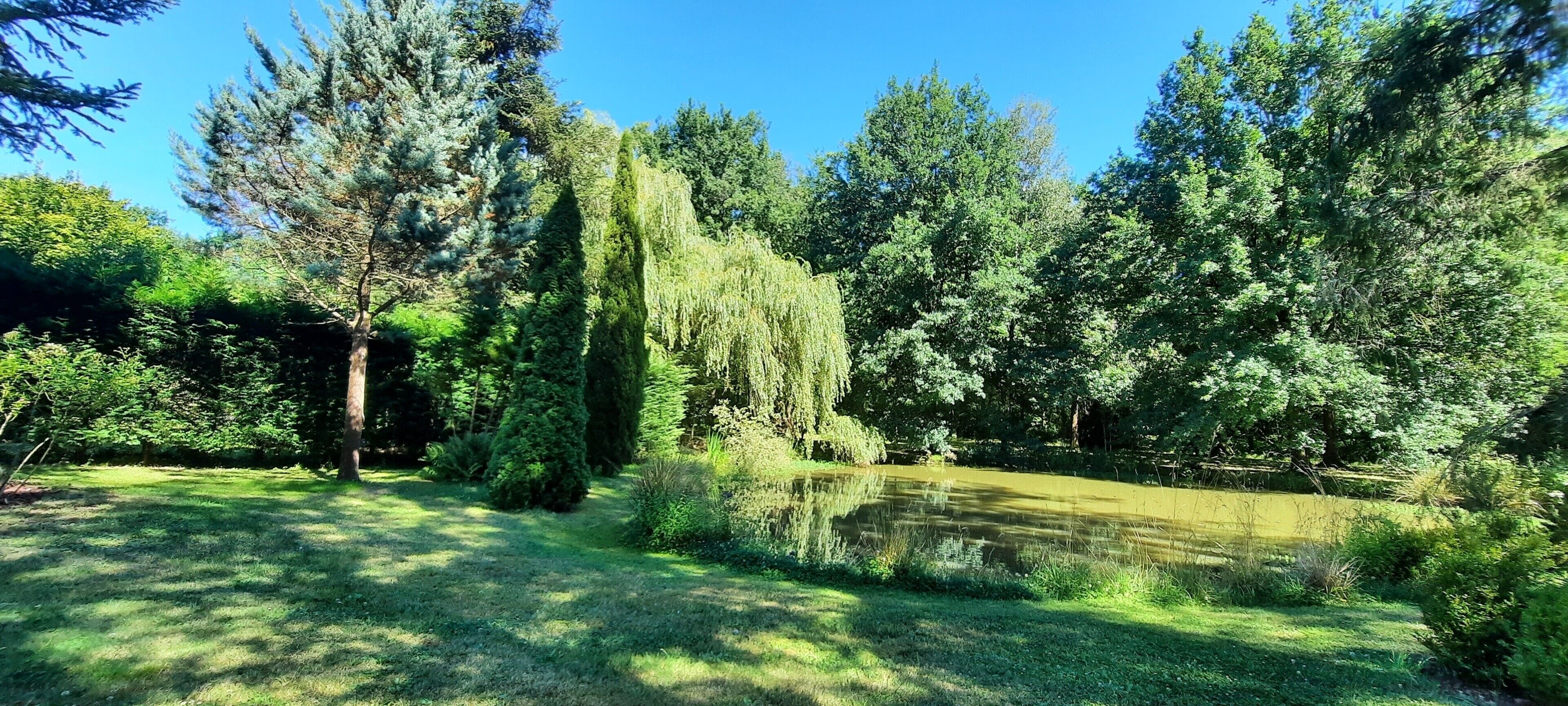 A serene garden with a pond, various trees, and a clear blue sky.