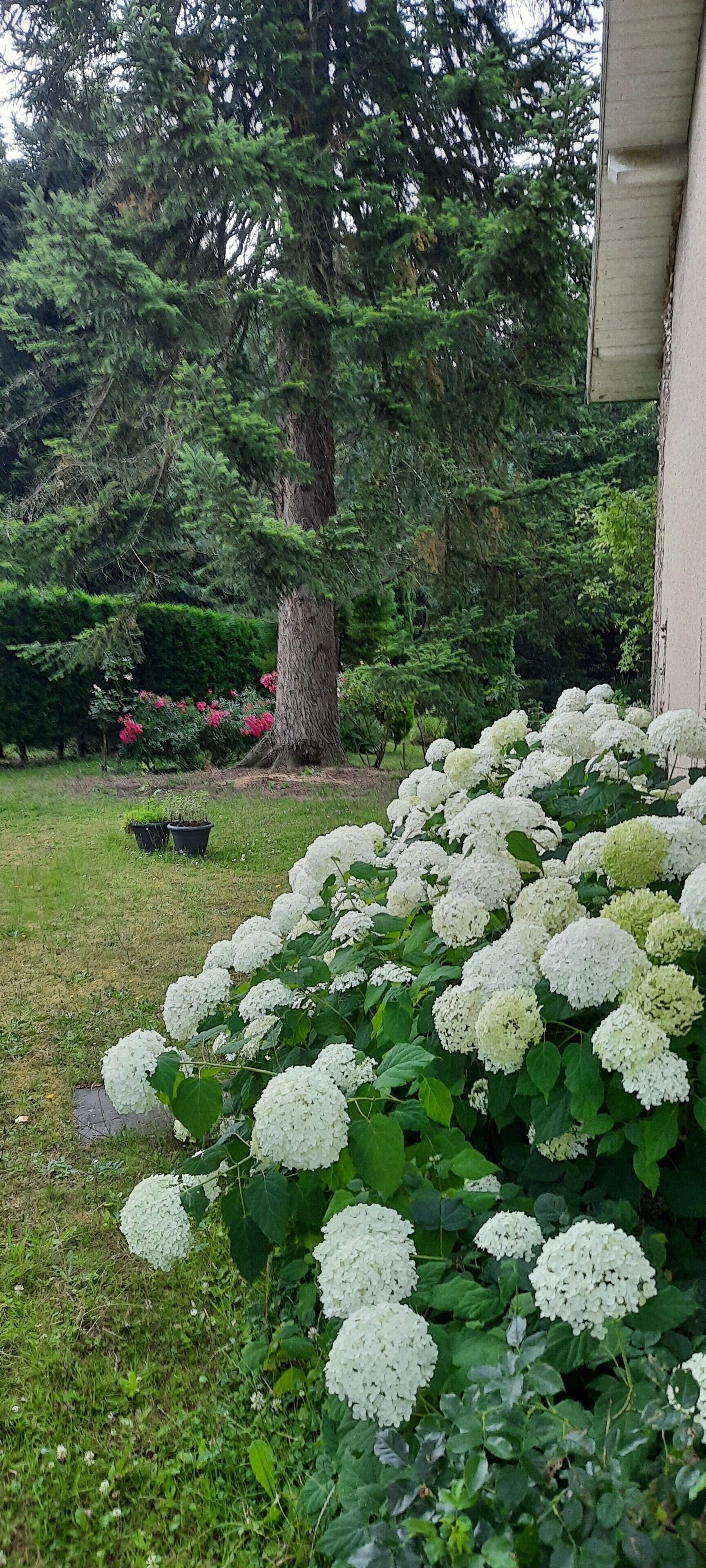 Un giardino con cespugli di ortensie bianche, un albero grande e un edificio sullo sfondo.