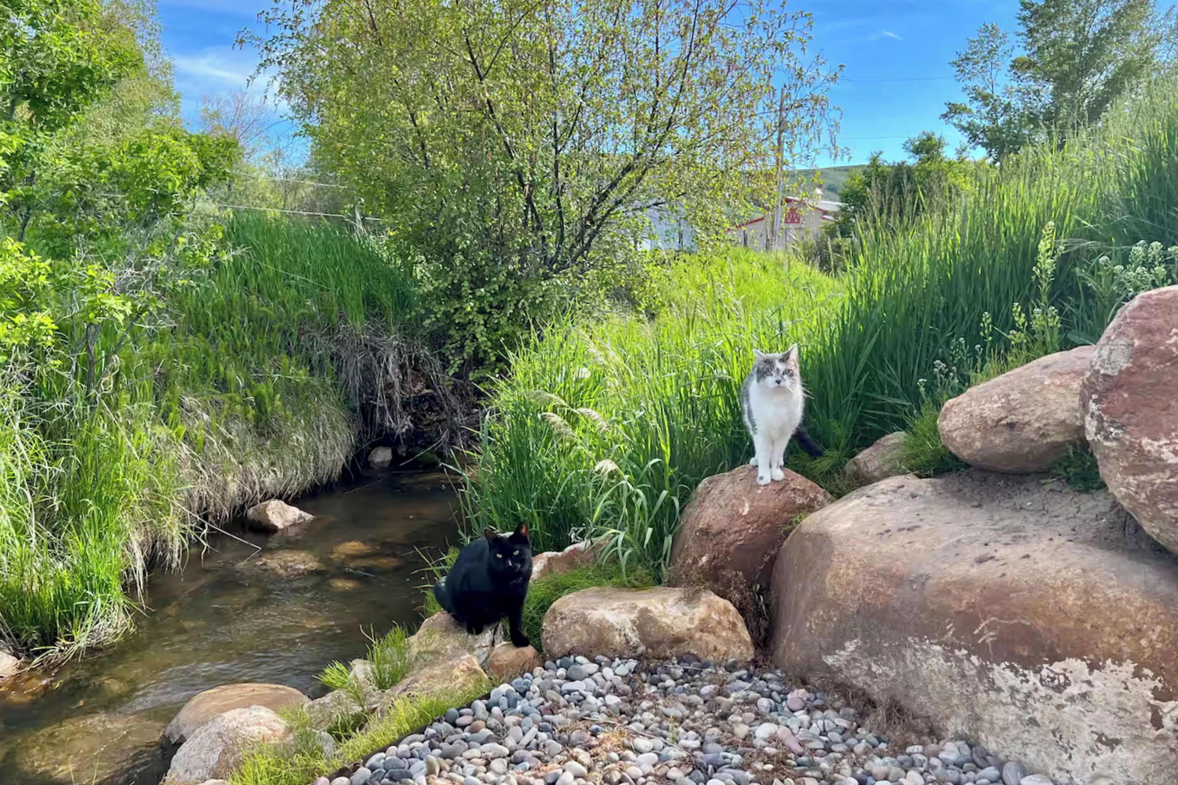 Un entorno natural al aire libre con un arroyo, rocas y vegetación.