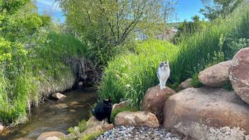 Un entorno natural al aire libre con un arroyo, rocas y vegetación.