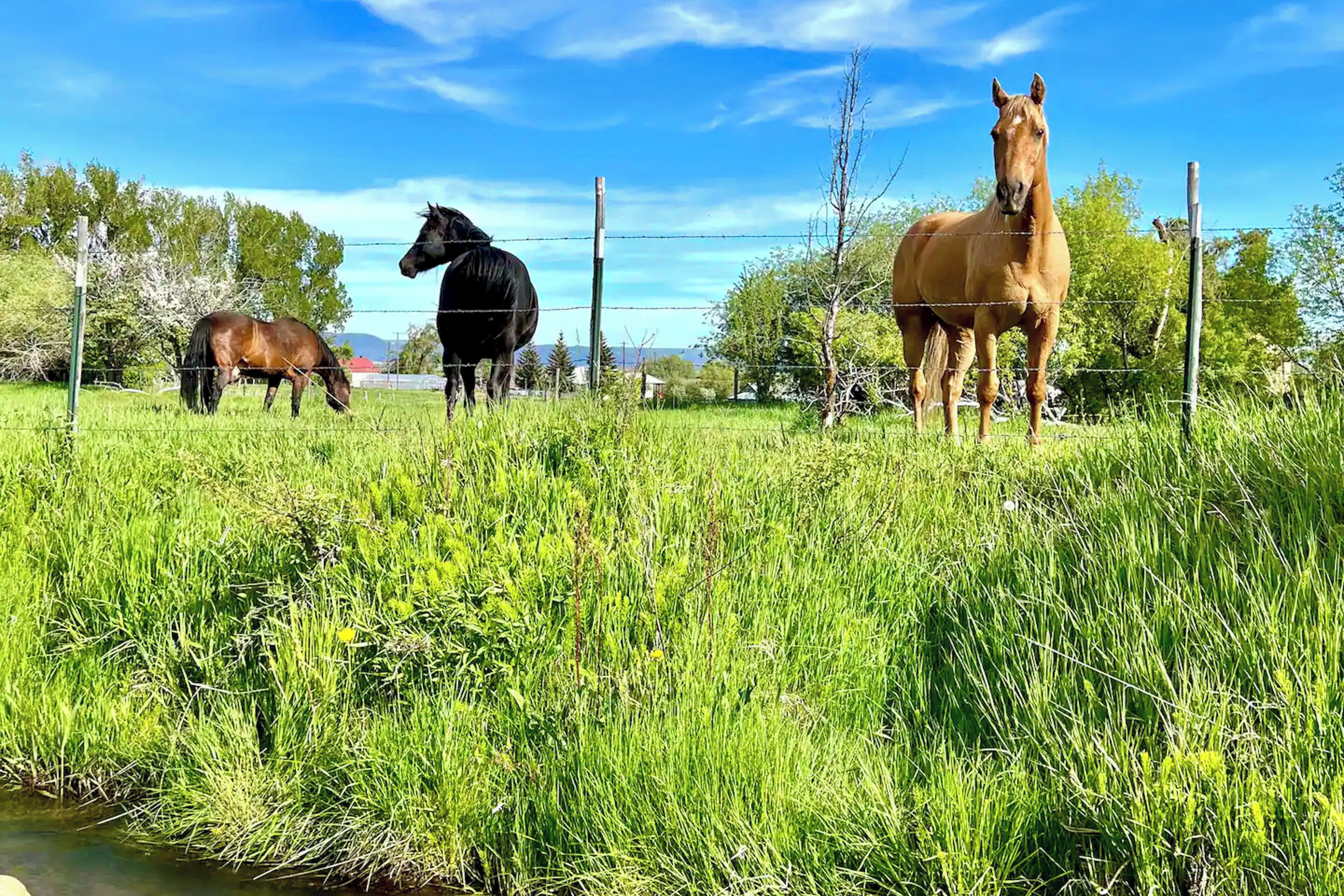 A grassy field with three horses standing near a fence.