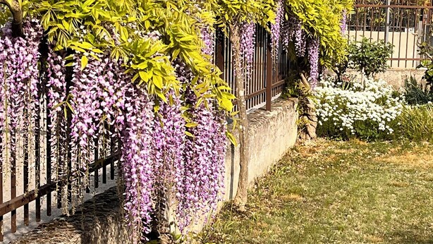 Ein Garten mit einer mit Weinreben bewachsenen Mauer, einem grünen Rasen und einem Gebäude mit rotem Ziegeldach im Hintergrund.