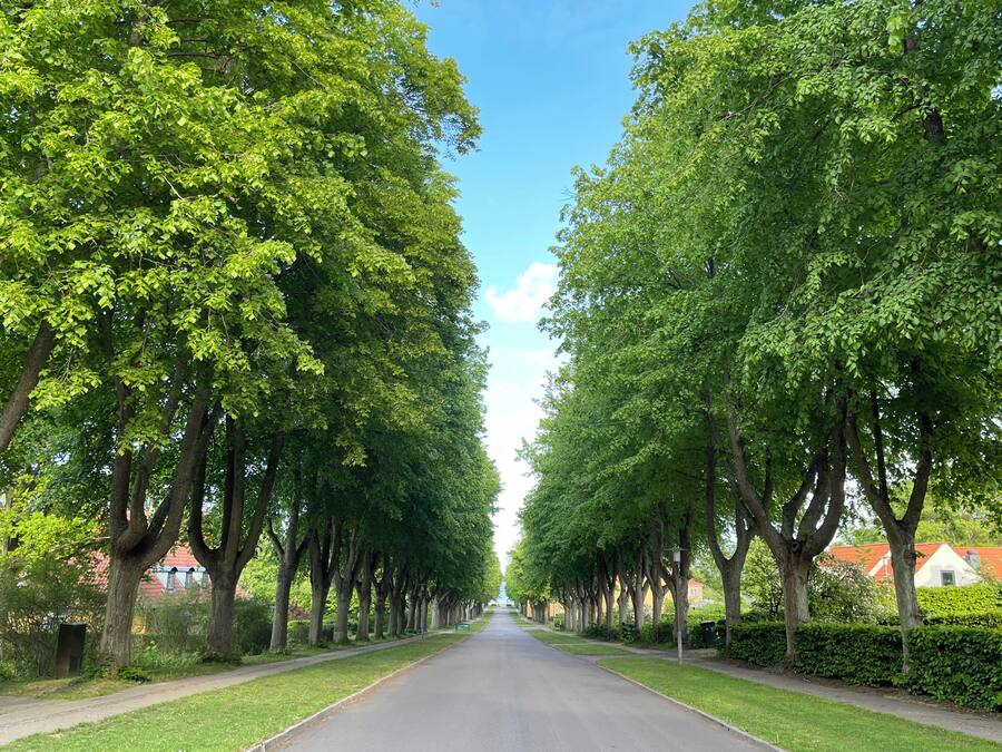 A tree-lined street with a clear sky.