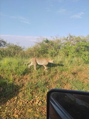 Miscellaneous - where culture meets comfort (Sekenanii)