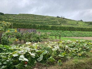 Terrain de l’hébergement 