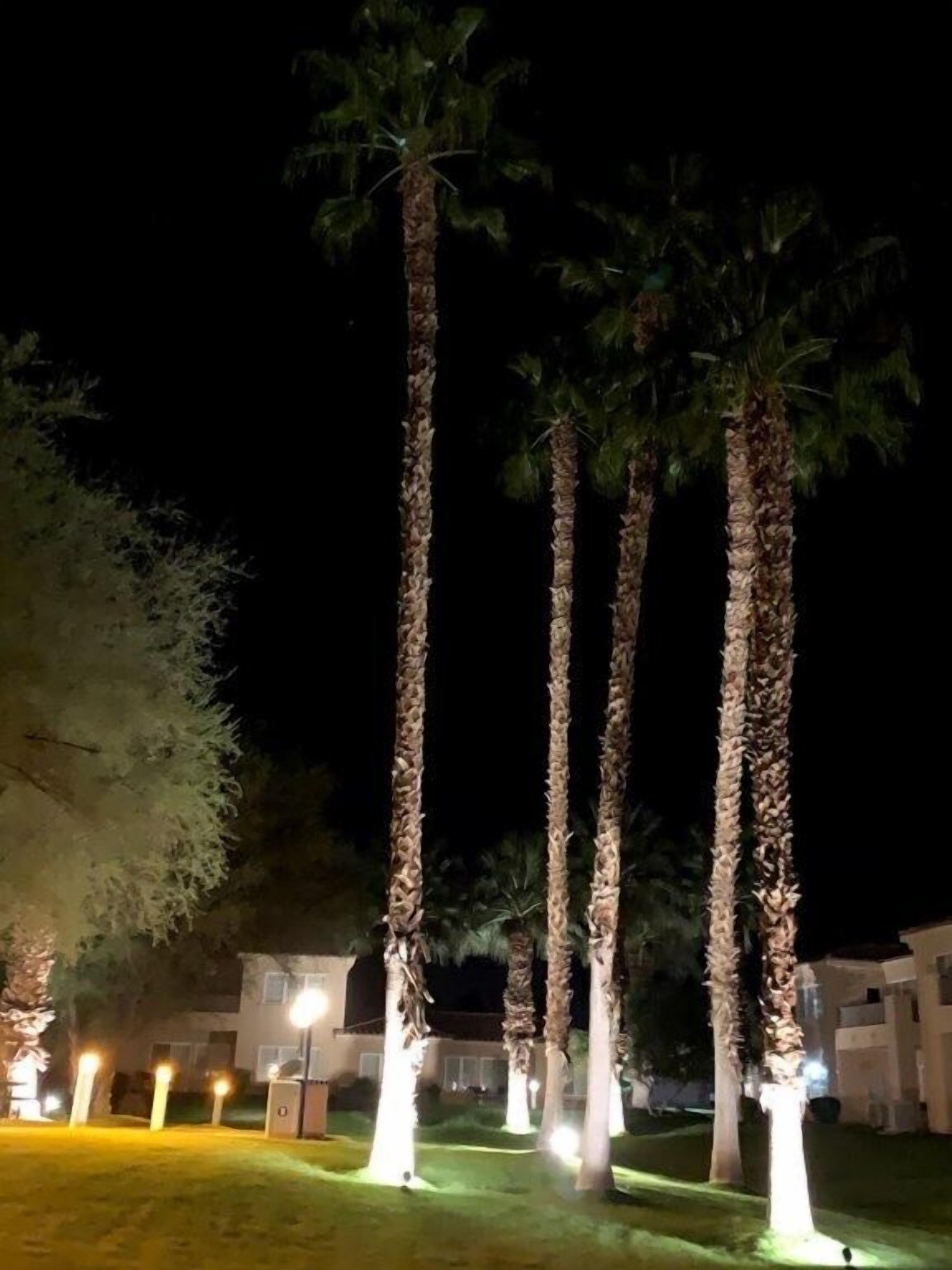 A nighttime view of a landscaped area with tall palm trees and a building in the background.