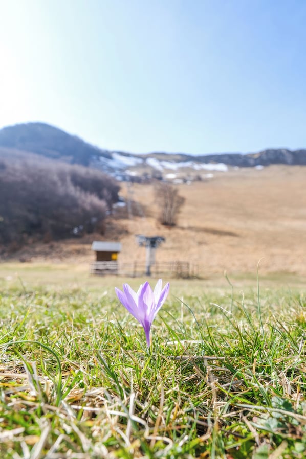 Une seule fleur violette au premier plan, avec un arrière-plan flou représentant un champ herbeux et une petite construction.