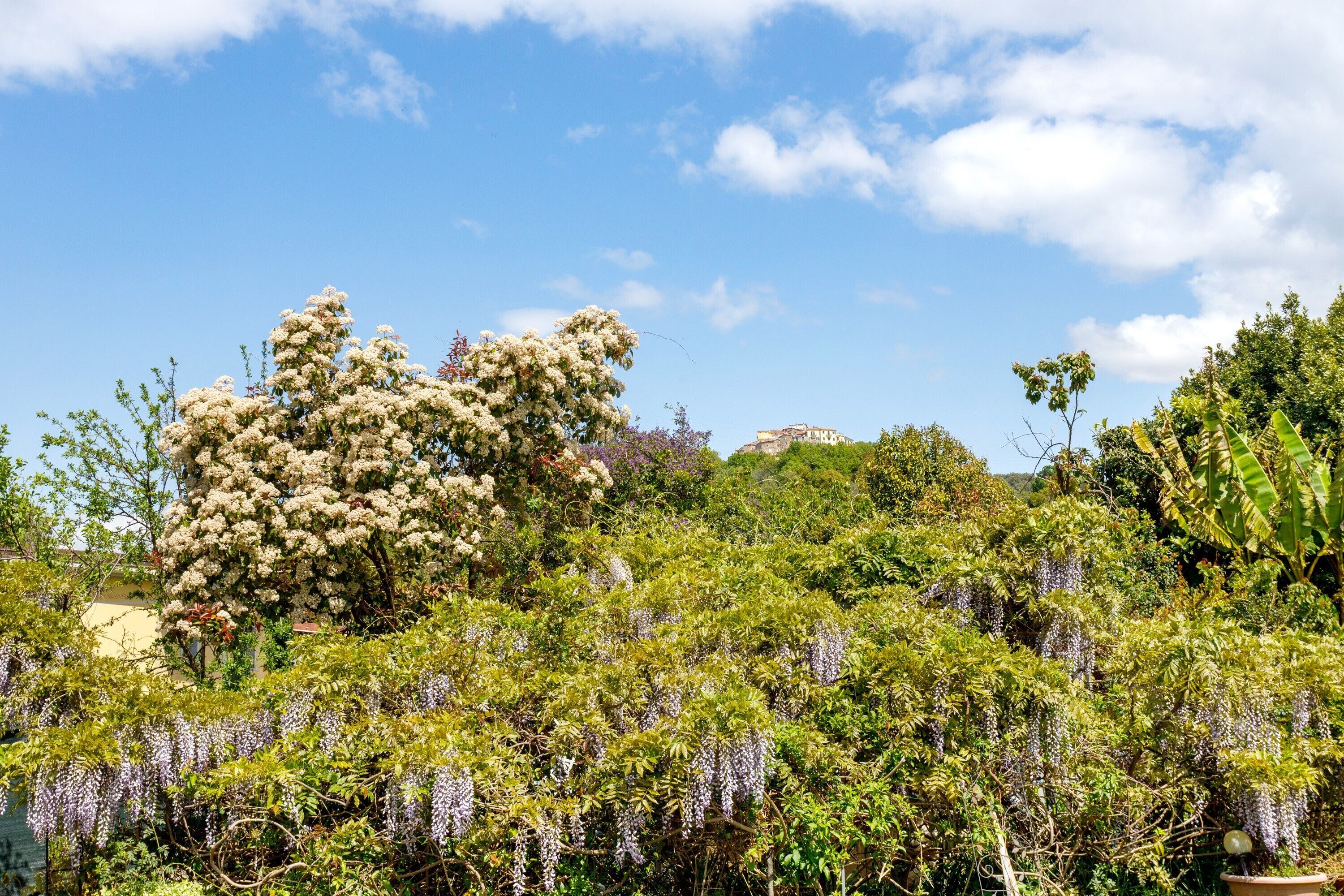 A garden with various plants and trees, including a large flowering tree and hanging wisteria.