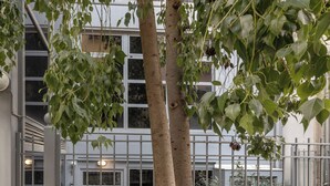 A building with a gated entrance, a tree in front, and a paved area. - BES 6 - Minimal Studio by GHH (Kesariani)